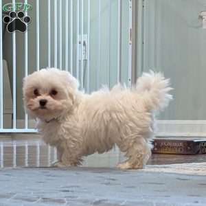 Silver, Maltese Puppy